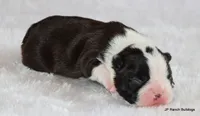 Davy, a male Boston Terrier for sale in Dallas, TX – 10 of 10