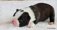 Davy, a male Boston Terrier for sale in Dallas, TX – 8 of 10
