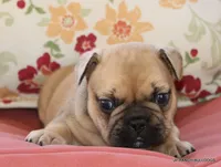 Chipper, a male French Bulldog for sale in Dallas, TX – 4 of 10