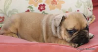 Chipper, a male French Bulldog for sale in Dallas, TX – 8 of 10