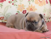 Honey, a female French Bulldog for sale in Dallas, TX – 3 of 10