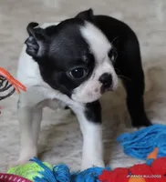 Minnie, a female Boston Terrier for sale in Dallas, TX – 9 of 10