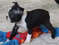 Cleo, a female Boston Terrier for sale in Dallas, TX – 8 of 10