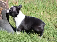 Elliot, a male Boston Terrier for sale in Dallas, TX – 5 of 9
