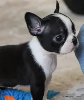 Kiki, a female Boston Terrier for sale in Dallas, TX – 9 of 10
