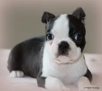 Ruthie, a female Boston Terrier for sale in Dallas, TX – 8 of 10