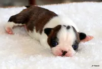 Angel, a female Boston Terrier for sale in Dallas, TX – 4 of 10