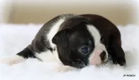 Ace, a male Boston Terrier for sale in Dallas, TX – 5 of 10