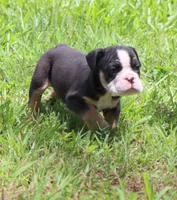 Luna, a female English Bulldog for sale in Dallas, TX – 2 of 10