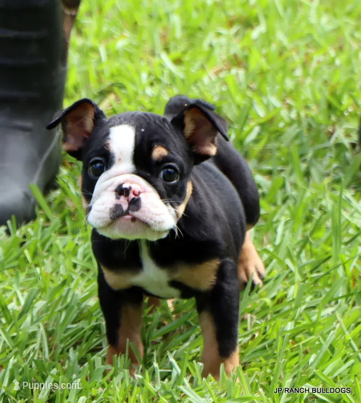 Lilly – English Bulldog puppy for sale in Dallas, TX