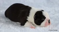 Marshall, a male Boston Terrier for sale in Dallas, TX – 4 of 10