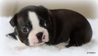 Ace, a male Boston Terrier for sale in Dallas, TX – 4 of 10
