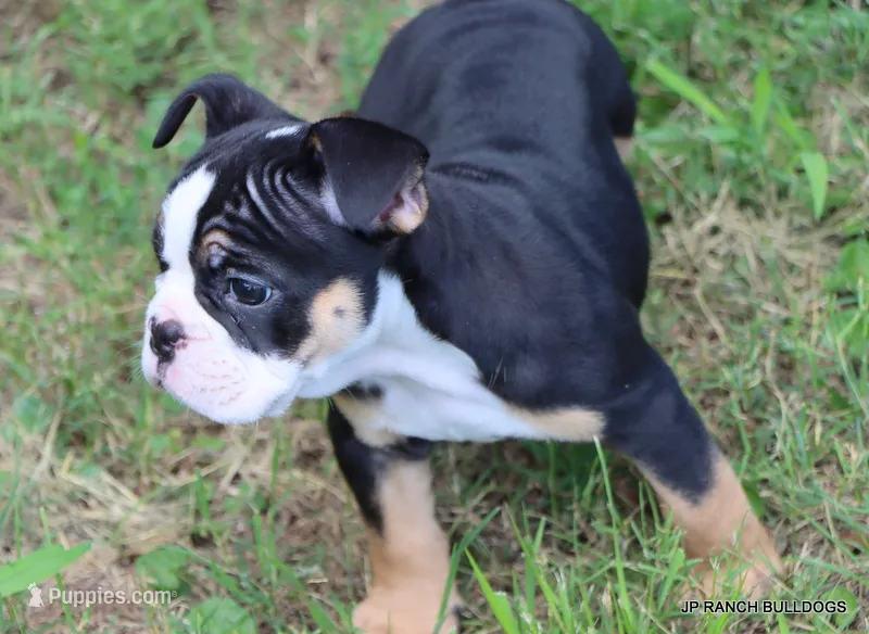 Luna – English Bulldog puppy for sale in Dallas, TX