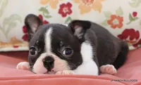 Venus, a female Boston Terrier for sale in Dallas, TX – 9 of 10