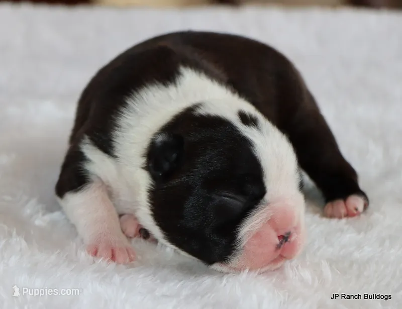Davy – Boston Terrier puppy for sale in Dallas, TX