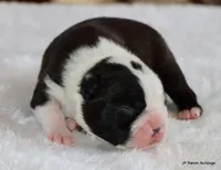 Davy, a male Boston Terrier for sale in Dallas, TX – 1 of 10
