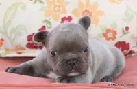 Nelly, a female French Bulldog for sale in Dallas, TX – 4 of 10