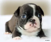 Mo, a male Boston Terrier for sale in Dallas, TX – 9 of 9