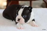 Davy, a male Boston Terrier for sale in Dallas, TX – 7 of 10