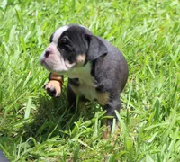 Luna, a female English Bulldog for sale in Dallas, TX – 10 of 10