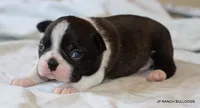 Venus, a female Boston Terrier for sale in Dallas, TX – 4 of 10