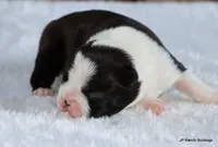 Elliot, a male Boston Terrier for sale in Dallas, TX – 6 of 10