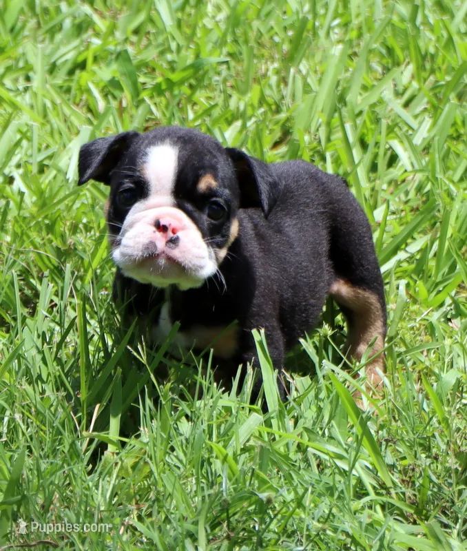 Lilly – English Bulldog puppy for sale in Dallas, TX