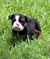 Lilly, a female English Bulldog for sale in Dallas, TX – 1 of 10