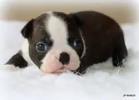 Doc, a male Boston Terrier for sale in Dallas, TX – 9 of 9
