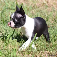 Elliot, a male Boston Terrier for sale in Dallas, TX – 3 of 9