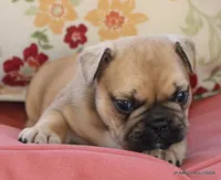 Chipper, a male French Bulldog for sale in Dallas, TX – 6 of 10