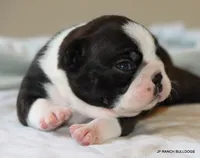 Ginger, a female Boston Terrier for sale in Dallas, TX – 7 of 10