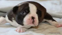 Lydia, a female Boston Terrier for sale in Dallas, TX – 3 of 9