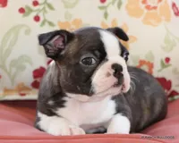 Lydia, a female Boston Terrier for sale in Dallas, TX – 6 of 9