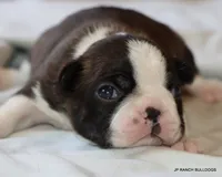 Lydia, a female Boston Terrier for sale in Dallas, TX – 6 of 9