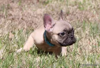 Elvis, a male French Bulldog for sale in Dallas, TX – Photo 4 of 10