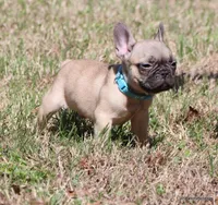Elvis, a male French Bulldog for sale in Dallas, TX – Photo 9 of 10
