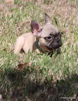 Elvis, a male French Bulldog for sale in Dallas, TX – Photo 3 of 10