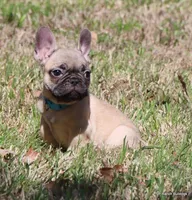 Elvis, a male French Bulldog for sale in Dallas, TX – Photo 1 of 10