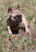 Elvis, a male French Bulldog for sale in Dallas, TX – Photo 5 of 10