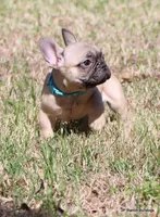 Elvis, a male French Bulldog for sale in Dallas, TX – Photo 8 of 10