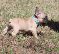 Elvis, a male French Bulldog for sale in Dallas, TX – Photo 6 of 10