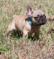 Elvis, a male French Bulldog for sale in Dallas, TX – Photo 10 of 10