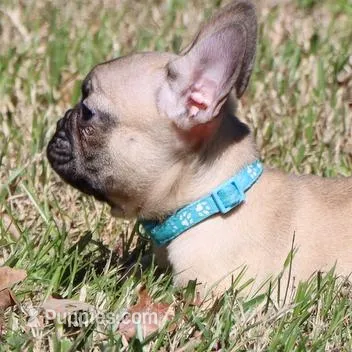 Elvis, a male French Bulldog for sale in Dallas, TX – Photo 2 of 10