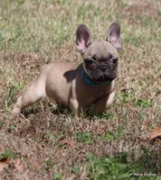 Elvis, a male French Bulldog for sale in Dallas, TX – Photo 7 of 10