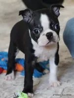 Cleo, a female Boston Terrier for sale in Dallas, TX – 5 of 10