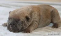 Honey, a female French Bulldog for sale in Dallas, TX – 3 of 10