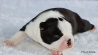 Marshall, a male Boston Terrier for sale in Dallas, TX – 5 of 10