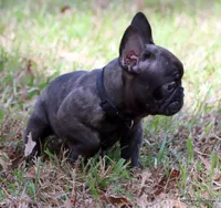 Lyon, a male French Bulldog for sale in Dallas, TX – Photo 5 of 10