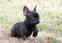 Lyon, a male French Bulldog for sale in Dallas, TX – Photo 2 of 10